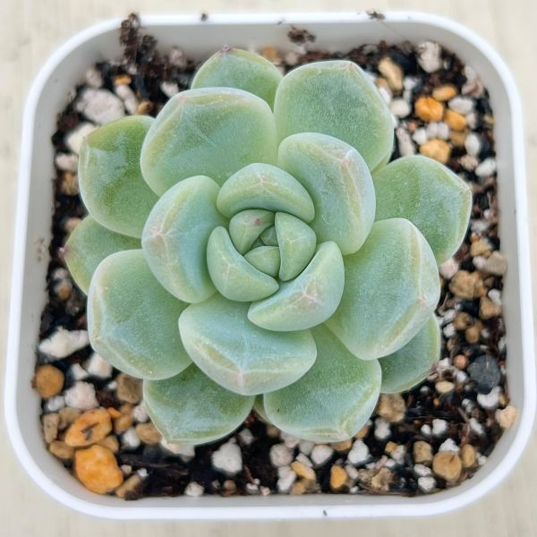 ○多肉植物 エケベリア K18 2.5寸苗 C4111 - ハニーミント本店