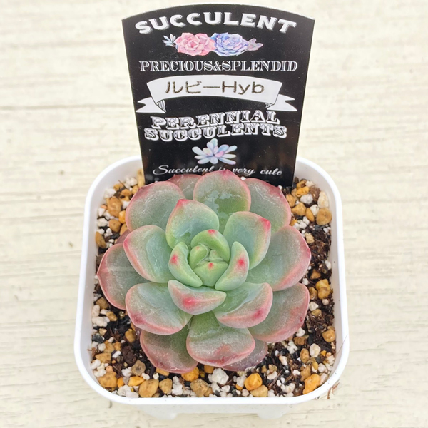 ○多肉植物 エケベリア ルビーHyb 2.5寸苗 C4050 - ハニーミント本店