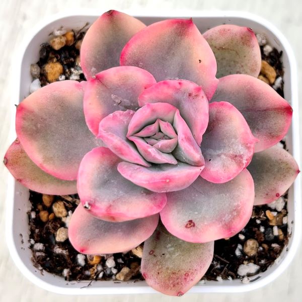 ○多肉植物 エケベリア 祈福神錦 2.5寸苗 C1007 - ハニーミント本店