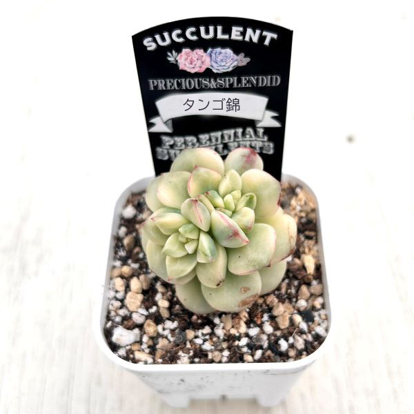 ○多肉植物 エケベリア タンゴ錦 2.5寸苗 C1015 - ハニーミント本店