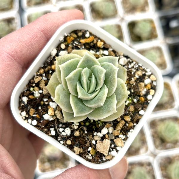 ○多肉植物 エケベリア ラブリーローズ 2.5寸苗 D5028 - ハニーミント本店