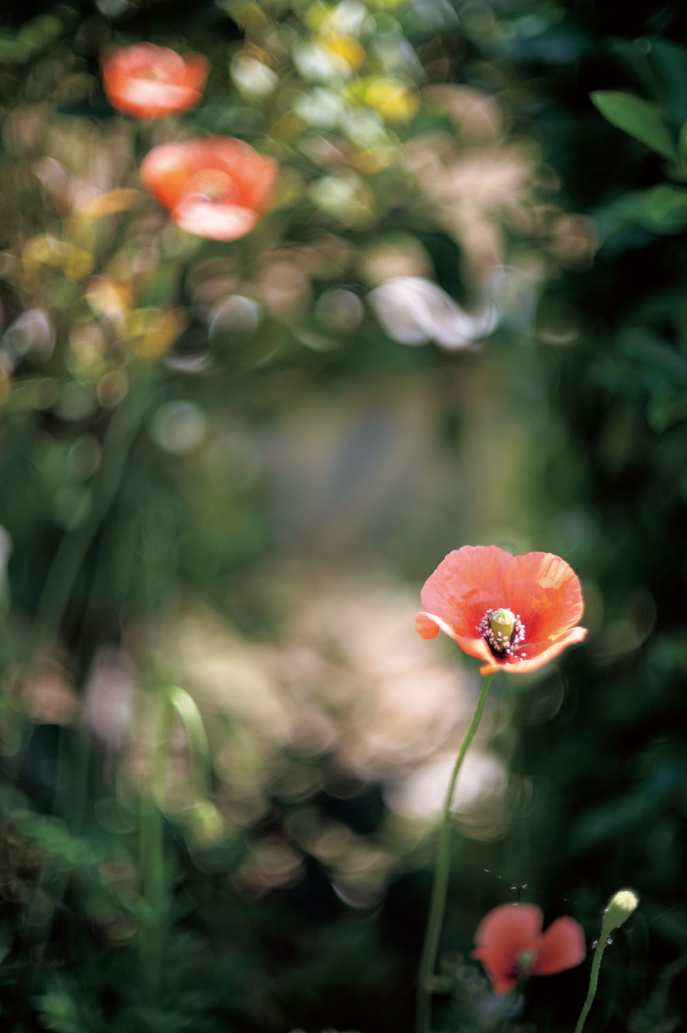 富岡伝説」を秘めた35mm判のセコール Auto Mamiya/Sekor 55mmF1.4