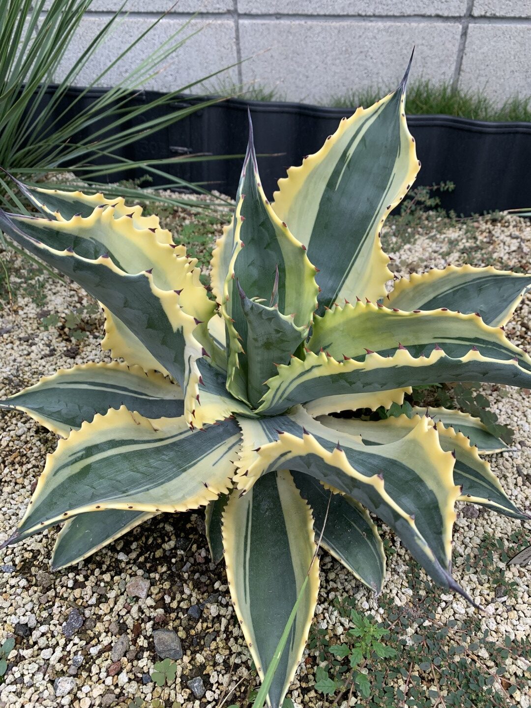 オバティフォリア アウェイクニング エンジェル