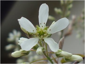 GKZ植物事典・アメリカザイフリボク