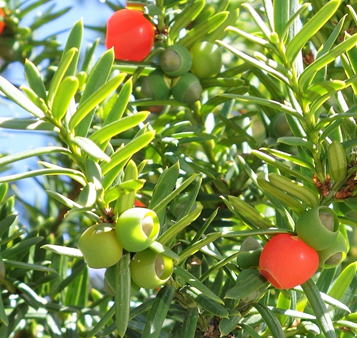 GKZ植物事典・團伊玖麿植物事典・アララギ