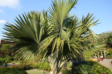 GKZ植物事典・ビスマルキア・ノビリス