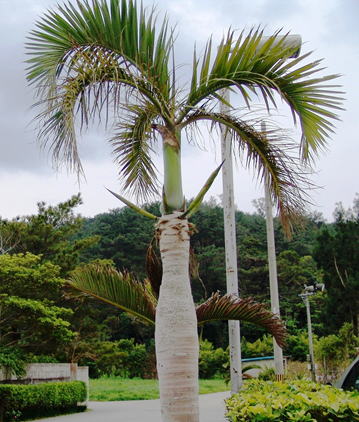 GKZ植物事典・トックリヤシ