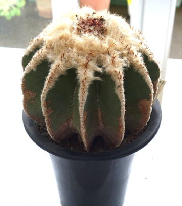 GKZ植物事典・アズテキウム・ヒントニー