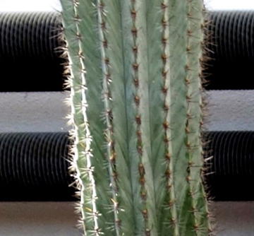 GKZ植物事典・團伊玖磨植物事典・ベンケイチュウ（弁慶柱）