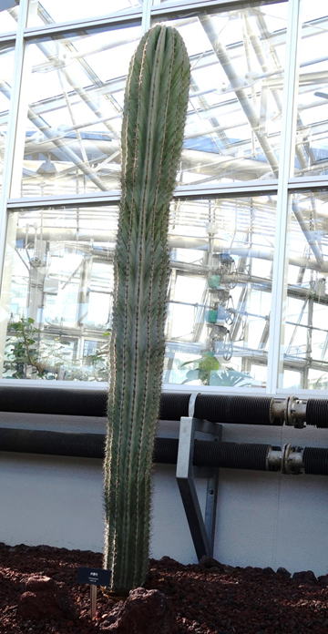 GKZ植物事典・團伊玖磨植物事典・ベンケイチュウ（弁慶柱）