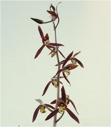 GKZ植物事典・ホウサイラン（報歳蘭）