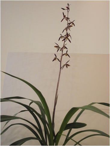 GKZ植物事典・ホウサイラン（報歳蘭）