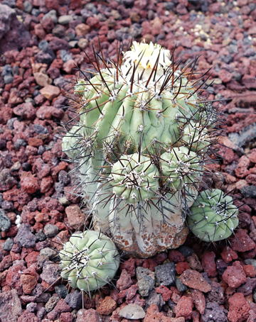 GKZ植物事典・コクオウマル（黒王丸）