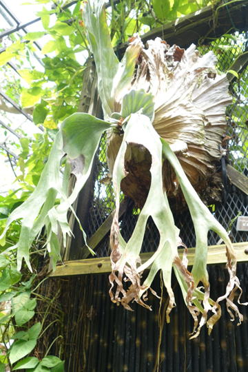 ビカクシダ グランデ 厳選株！ ビカクシダ グランデ Platycerium grande 3号 その他