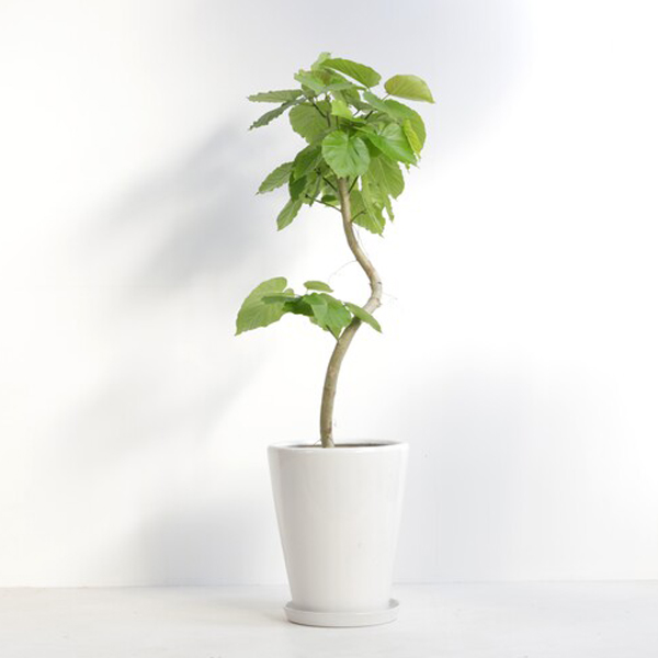 観葉植物 フィカス・ウンベラータ 8号鉢（陶器）｜法人ギフトなら花秘書