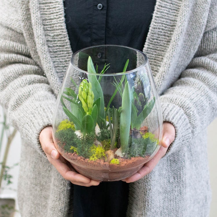 水耕栽培キット 芽出し球根おまかせmix ガラス付き「ドロップグラス