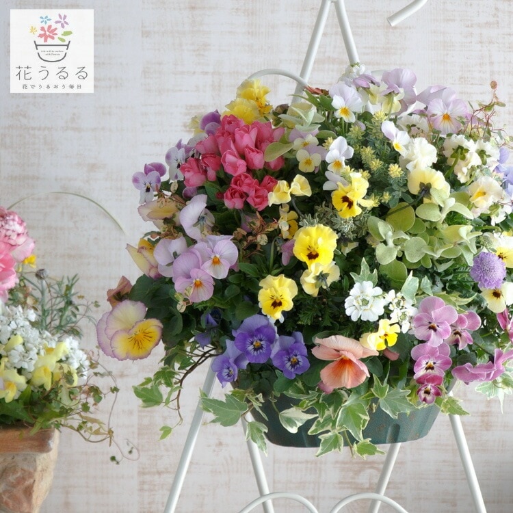 豪華 ビオラ ハンギングバスケット 寄せ植え [春色パステル]Mサイズ