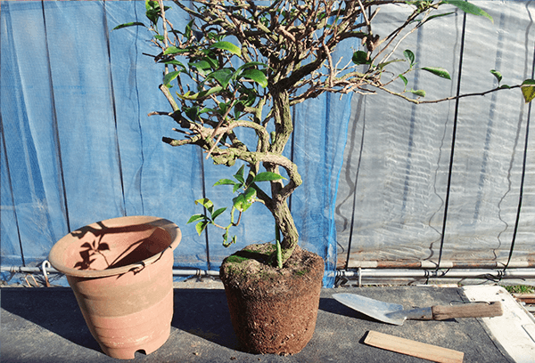 ブーゲンビリア盆栽 らくらく ブーゲンビリア盆栽 オレンジピンクNo75