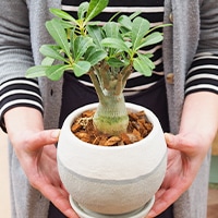 イチジク 「イスラエル」 5号イタリアナーセリーポット 通販 greenery