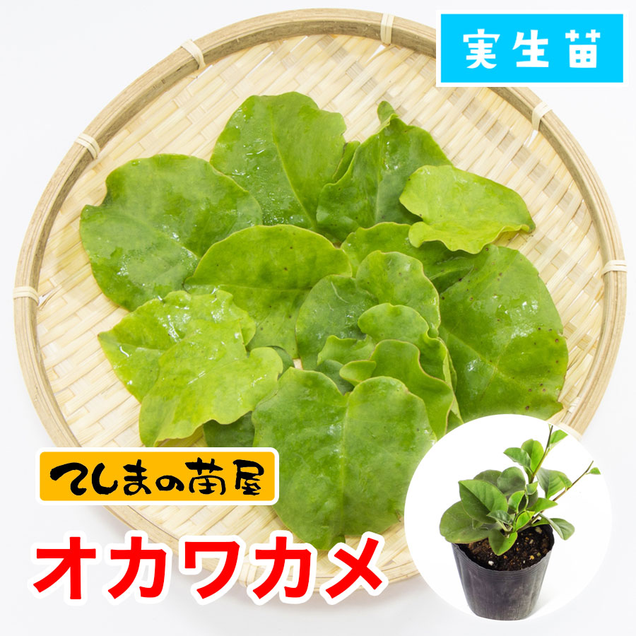てしまの苗】 オカワカメ 9cmポット 実生苗 グリーンカーテン | てしま