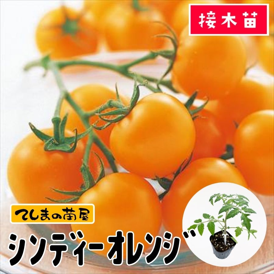 てしまの苗】中玉トマト苗 シンディ-オレンジ 9cmポット 断根接木苗