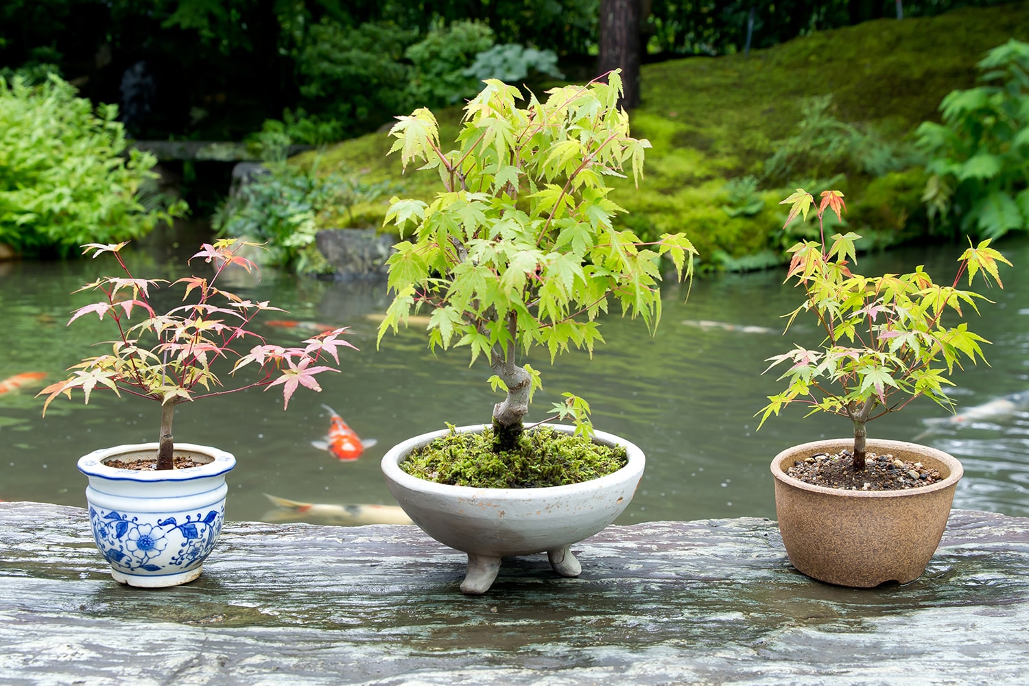京都小鉢（ミニ盆栽）京紅葉| 【ミニ盆栽通販】小品盆栽の通販なら京都
