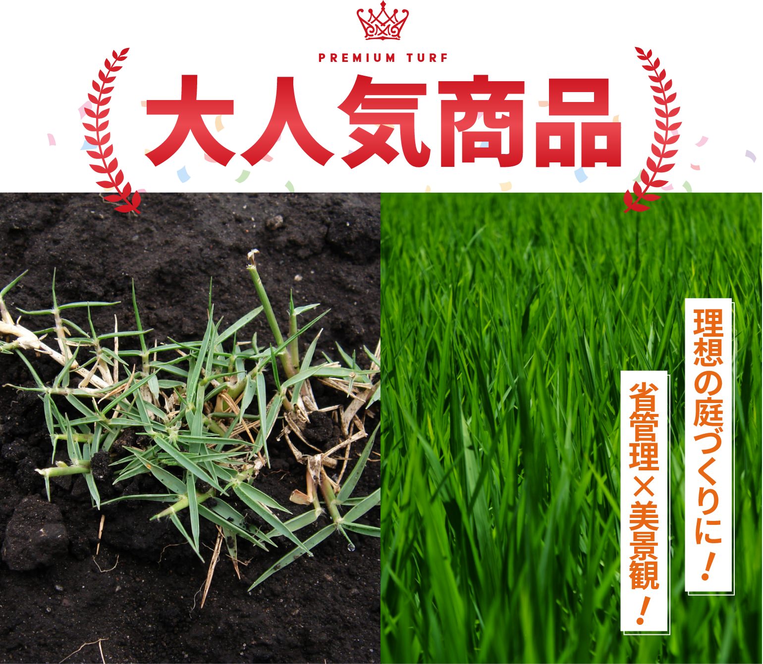 TM9（2平米）【クール便/送料込】 | 芝生,TM9 | HAYASHIオンラインストア