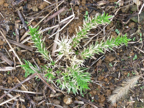 芝桜の苗が変色、枯れているの？｜芝桜専門店「お台場ガーデンクラブ」