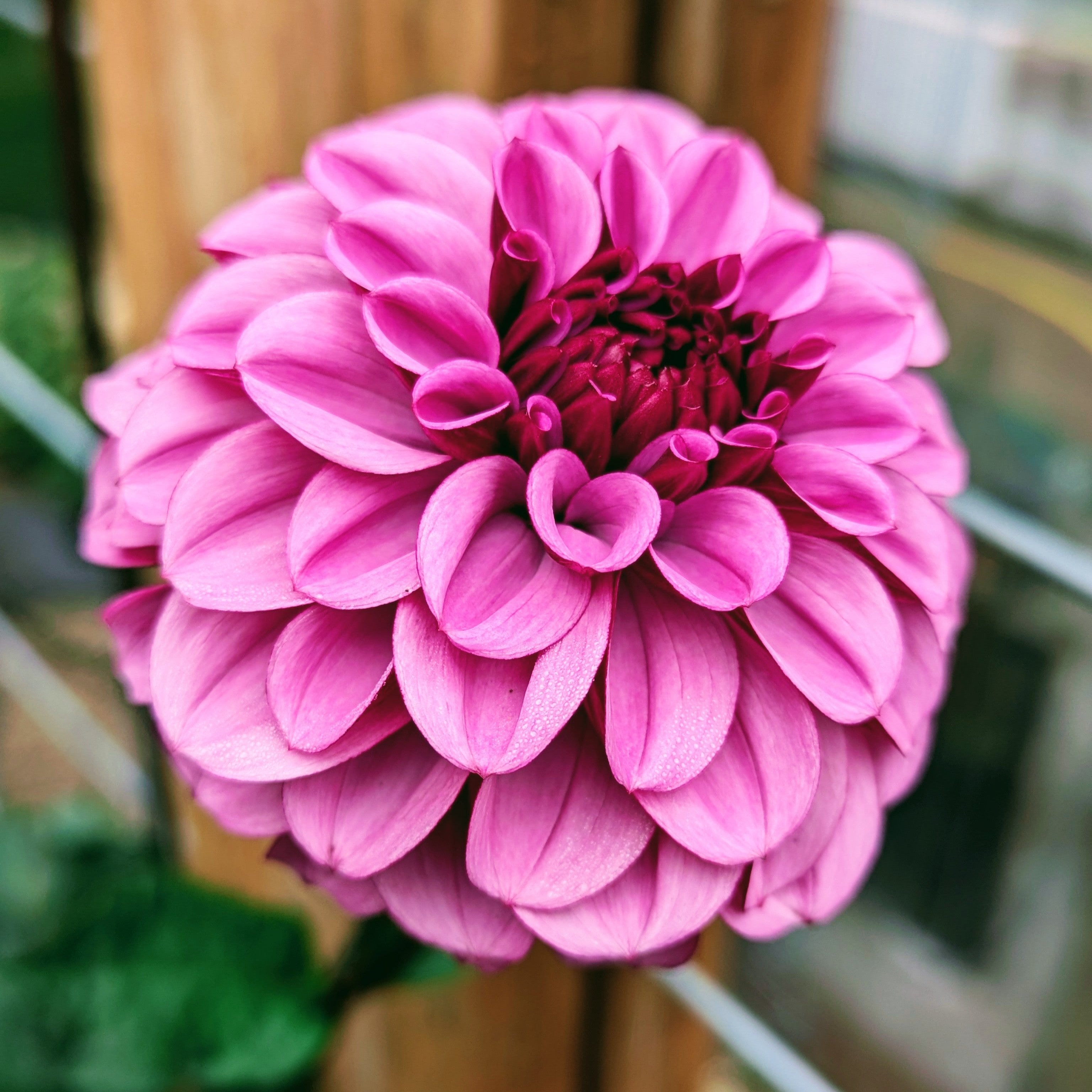 Laughing Lizza – Good Life Dahlias