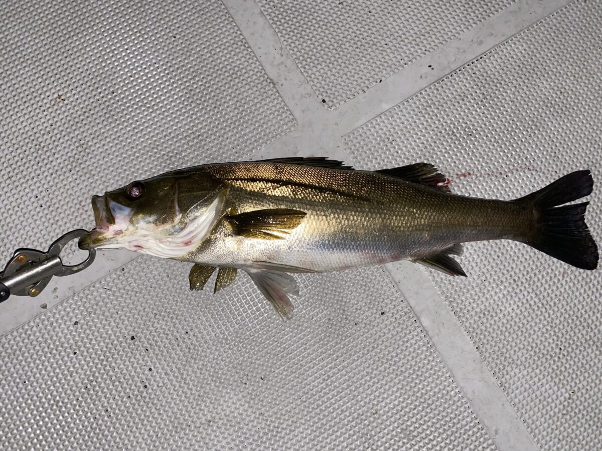 シーバス釣り入門！タックルや釣り方、シーズナルパターンなど