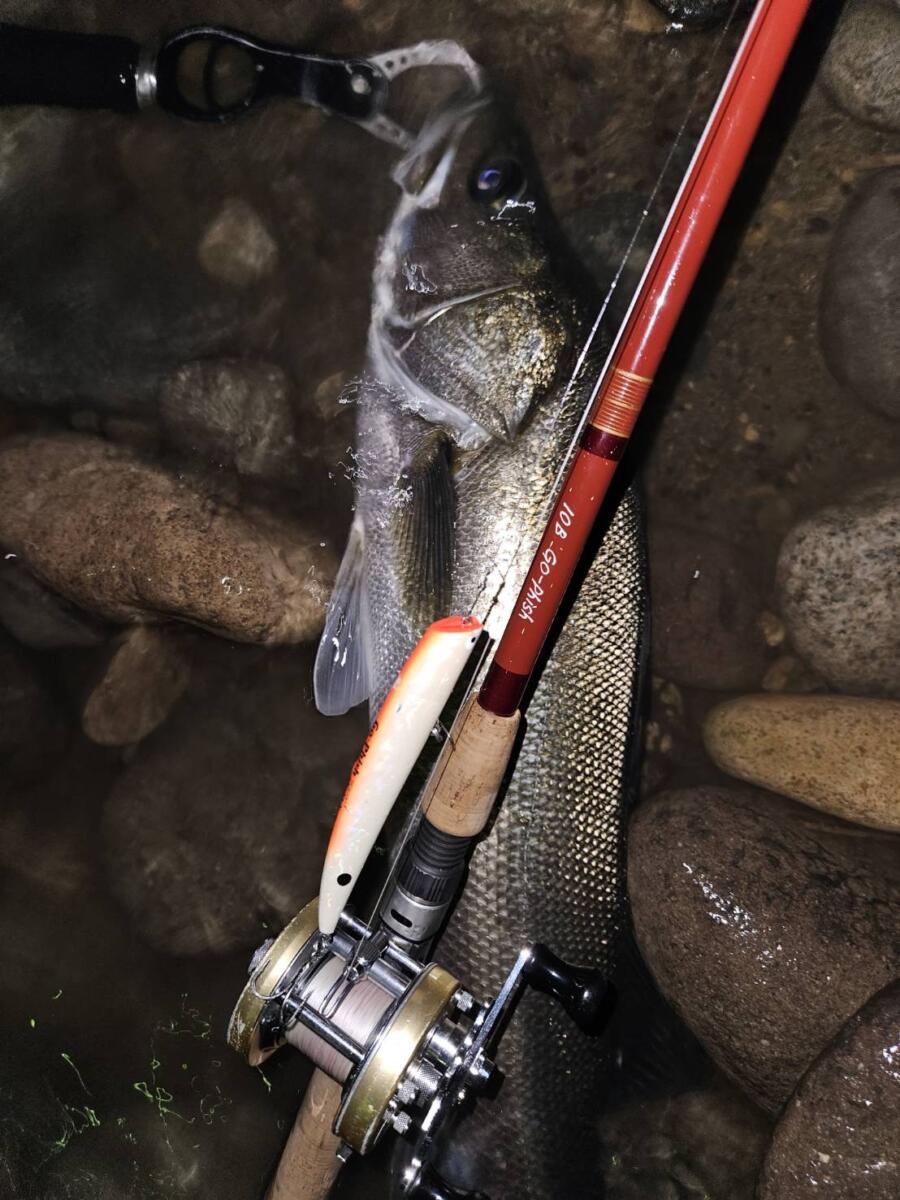 10B brown 川スズキ！ | Go-Phish