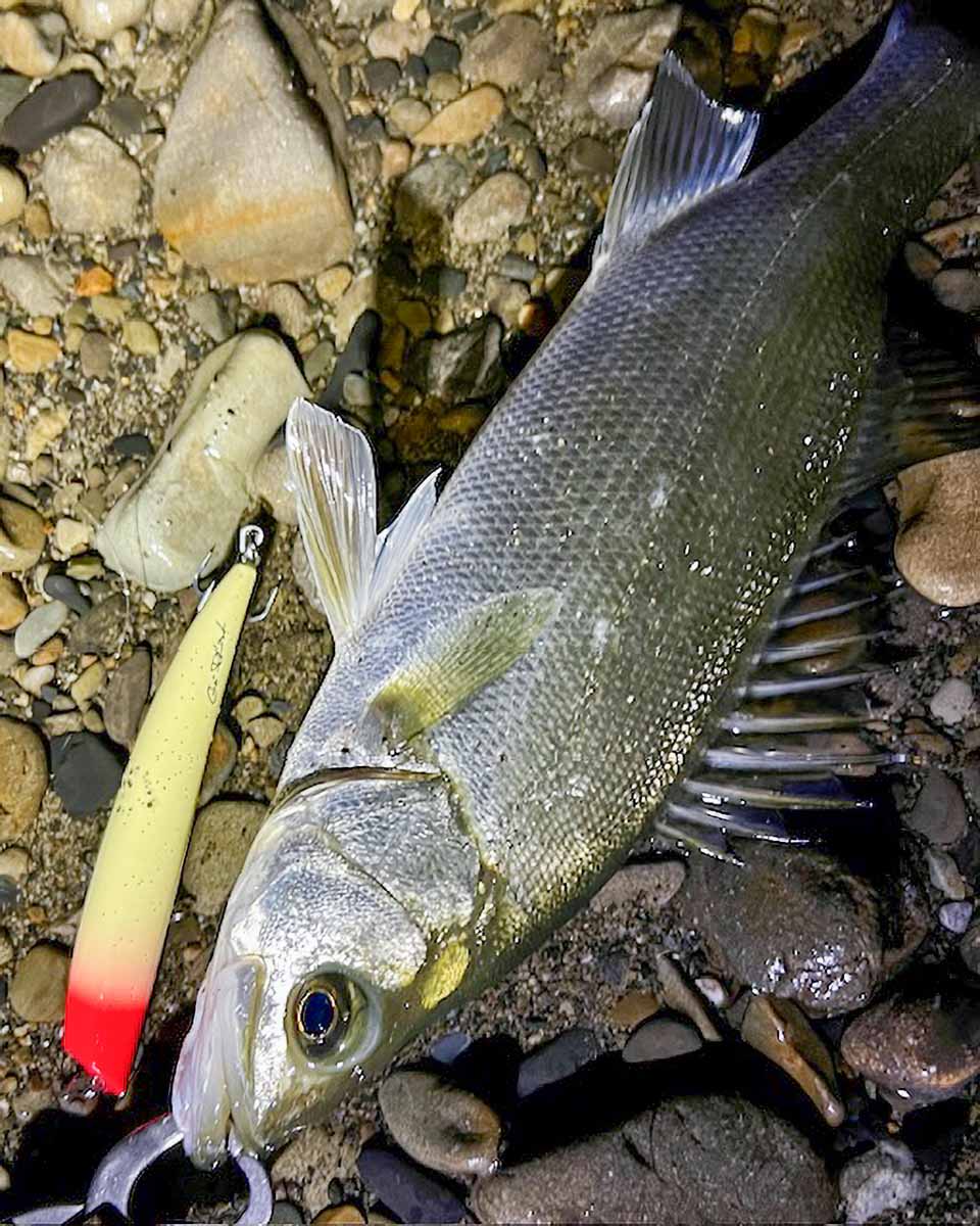 TKLM120GP | Go-Phish