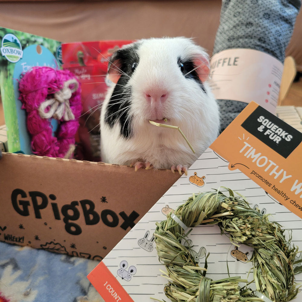 The Lovers Box: 1-2 Guinea Pigs - Monthly Subscription Box | GPigBox