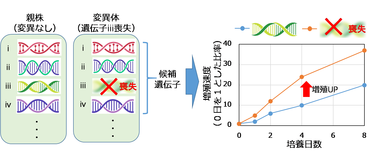 藻類の二酸化炭素吸収量を画期的に向上させる遺伝子を特定 | ニュース