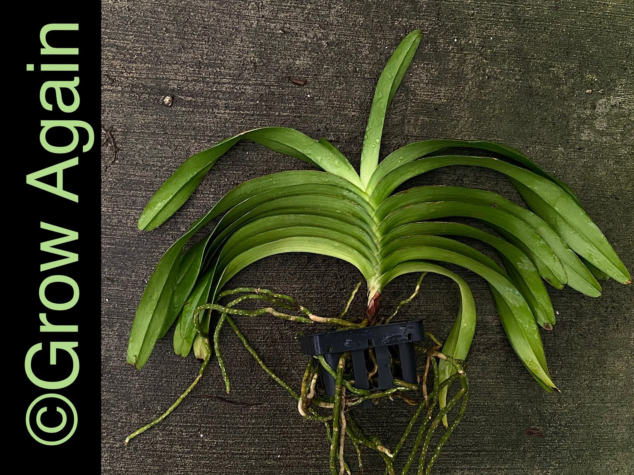 Aerides Rosea var. alba – Grow Again Orchids