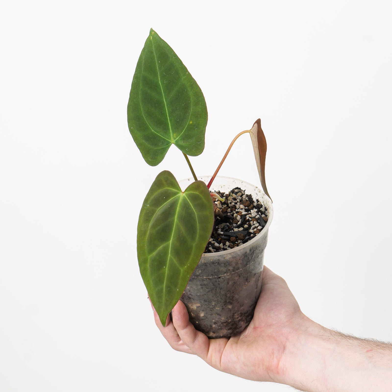 Anthurium papillilaminum x AOS 'WA' | Plants | GrowTropicals.com