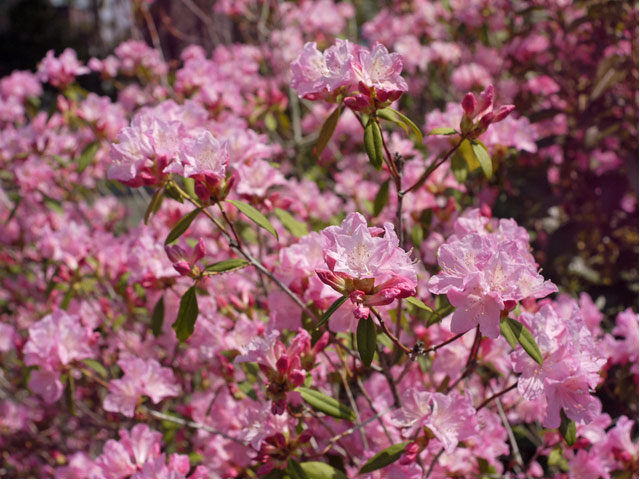 ツツジ/ハルイチバン 苗 販売 トオヤマグリーン