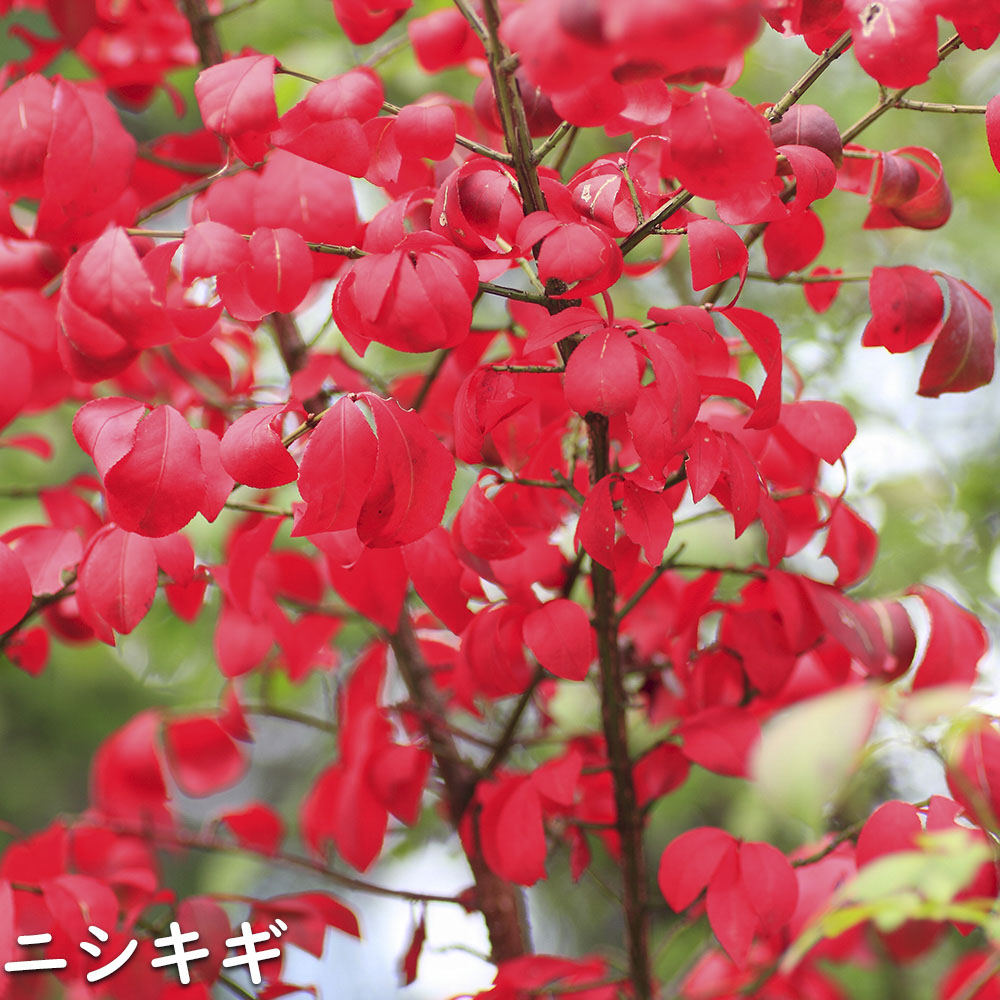 ニシキギ 苗木 販売 トオヤマグリーン