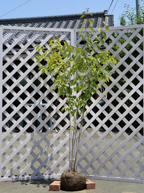 ヤマザクラ 苗木 販売 トオヤマグリーン