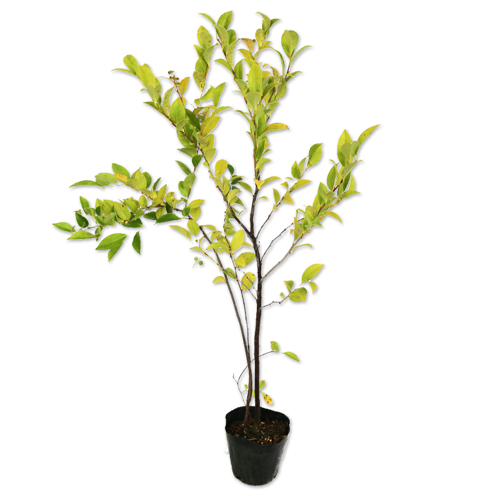 希少 山採り 曲がりの美しい シャシャンボ 695 樹高1.4m位