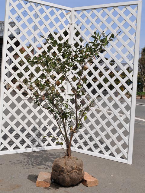 シャシャンボ 苗木 販売 トオヤマグリーン