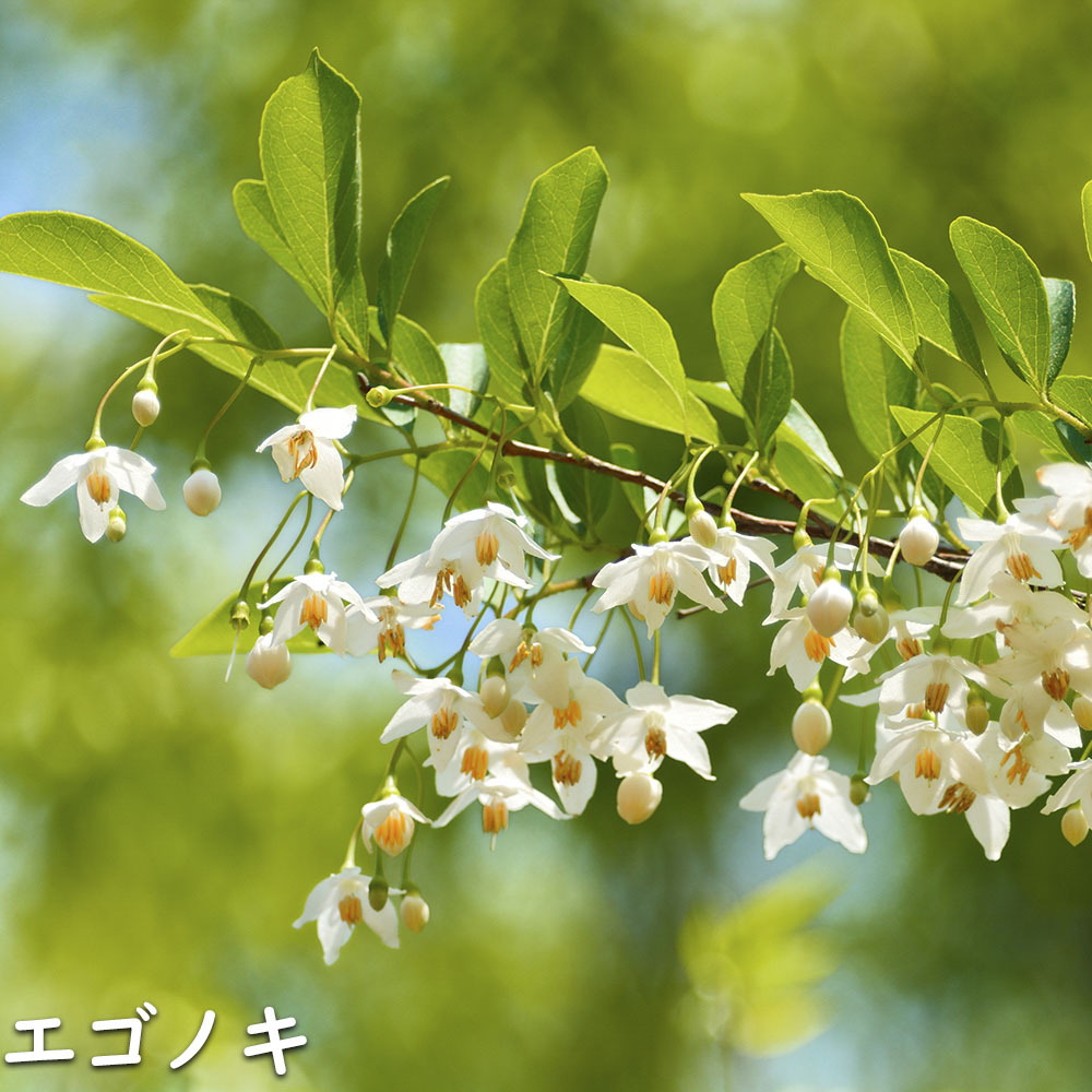エゴノキ 苗木 販売 トオヤマグリーン