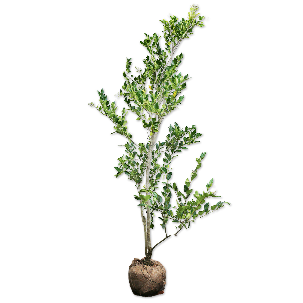 ネズミモチ 苗木 販売 トオヤマグリーン