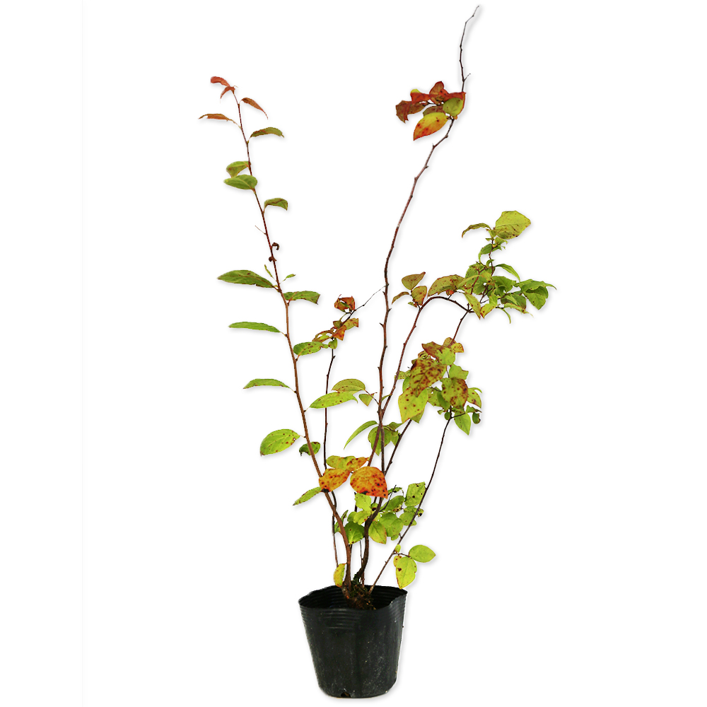 ナツハゼ 双幹 山採り 根元にクロモジ苗木付き ナツハゼ 双幹 山採り