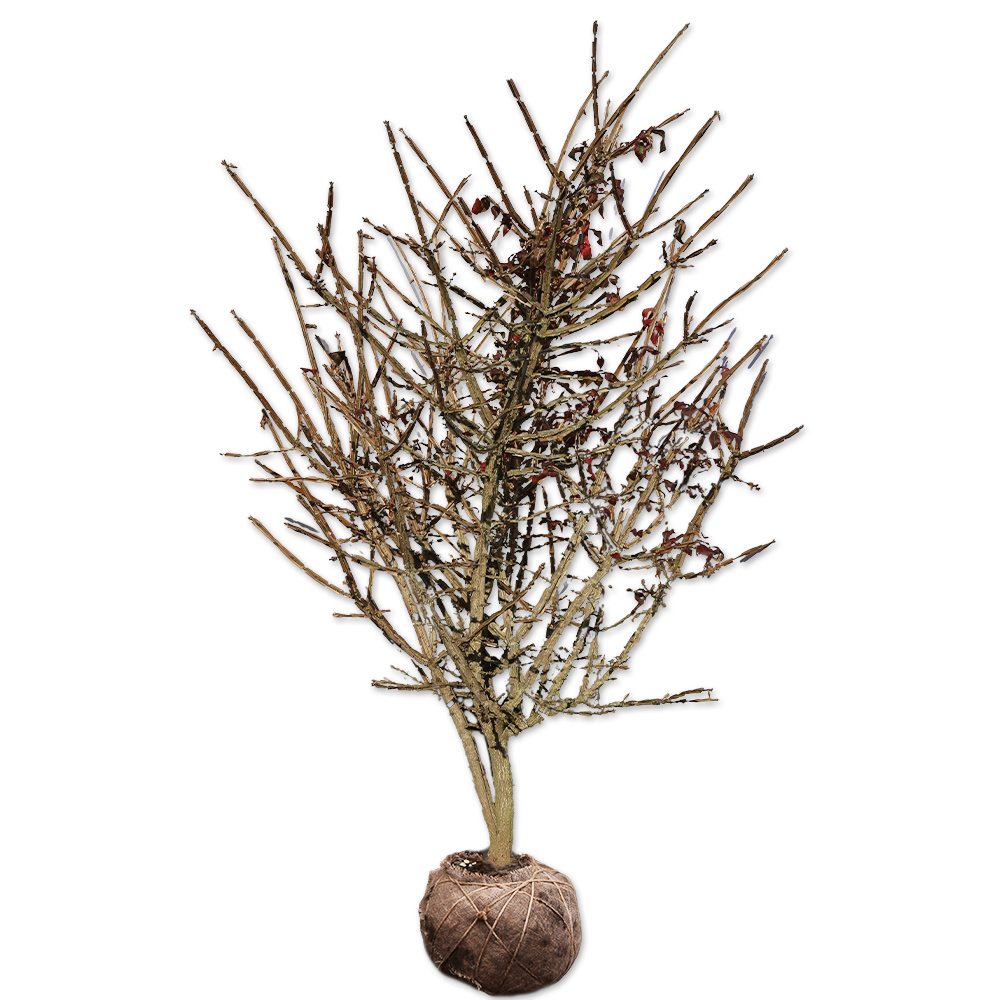 ニシキギ 苗木 販売 トオヤマグリーン