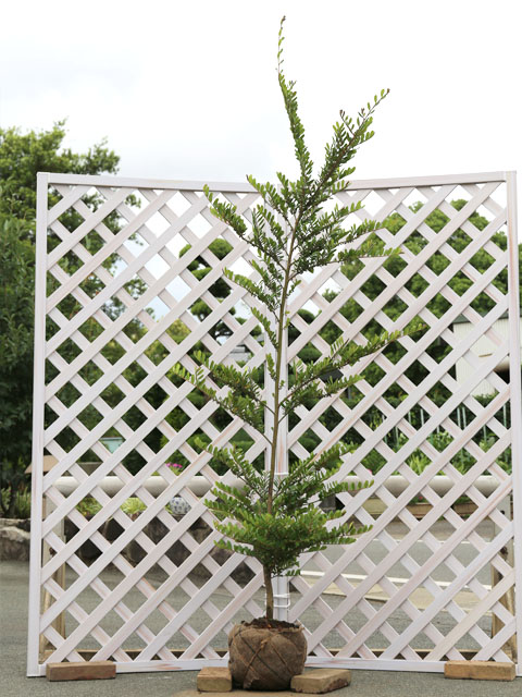 ハマヒサカキ 苗 販売 トオヤマグリーン