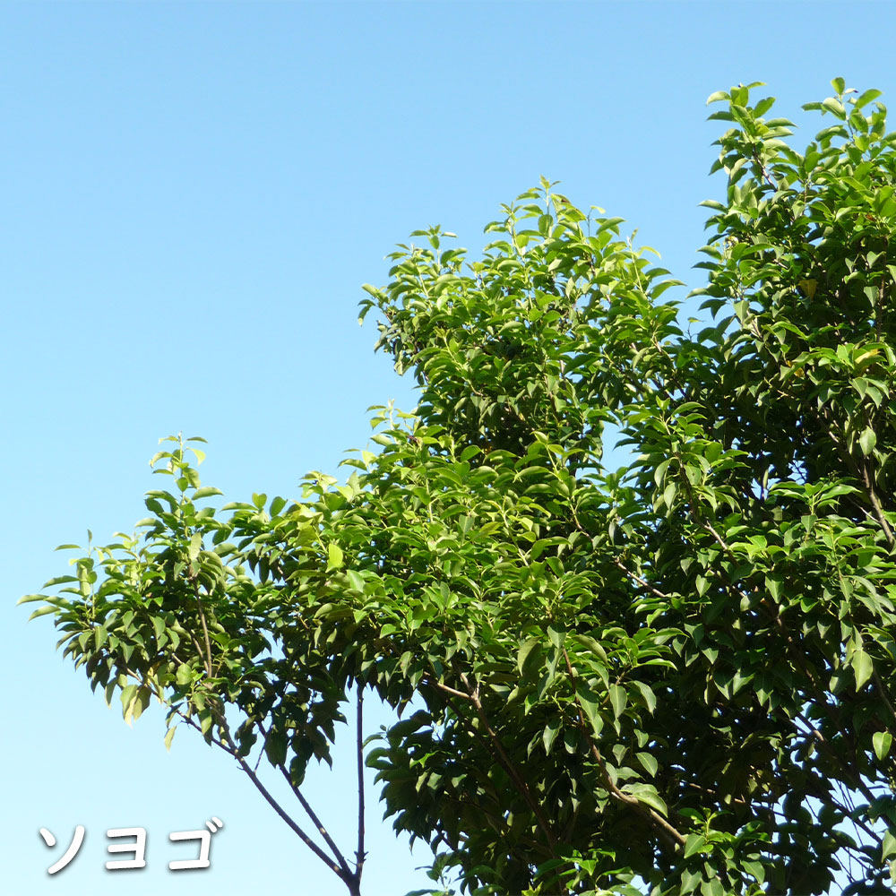 ソヨゴ 苗木 販売 トオヤマグリーン