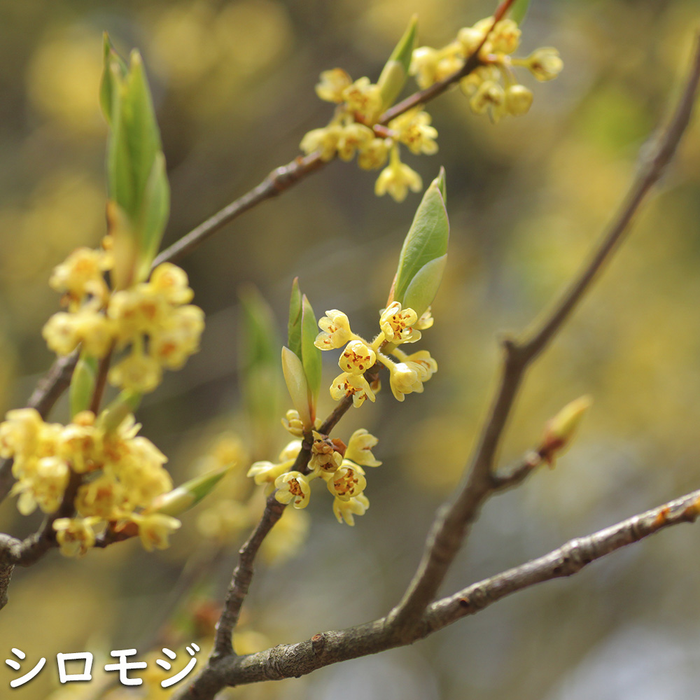 シロモジ 苗木 販売 トオヤマグリーン