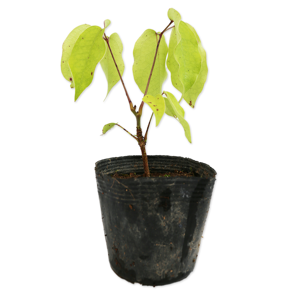 ムベ 苗 販売 トオヤマグリーン