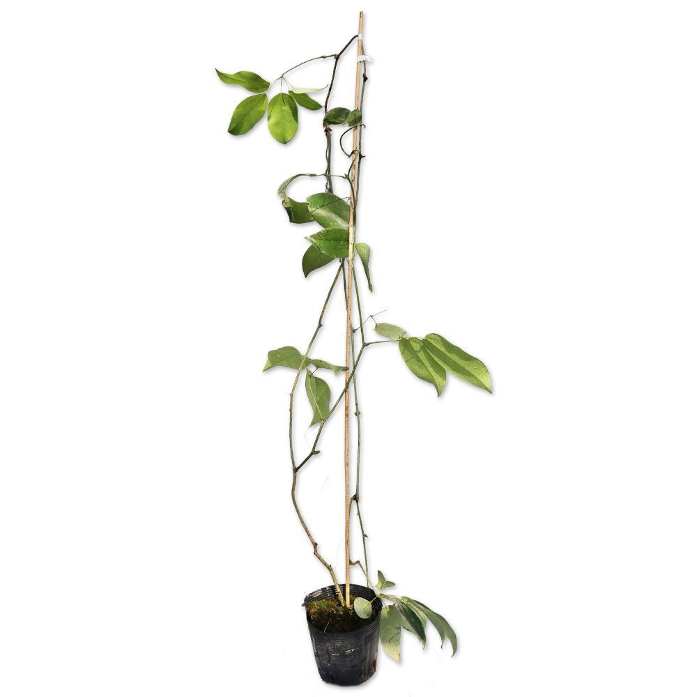 ムベ 苗 販売 トオヤマグリーン